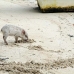 piglet_nusalavu_h_0705_0003.jpg
